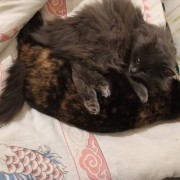 Любители кошек умнее (Две Кошки, которые друг друга Понимают) Две Кошки, которые д…